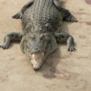 Safrina Mazwin profile icon