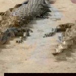 Safrina Mazwin profile icon