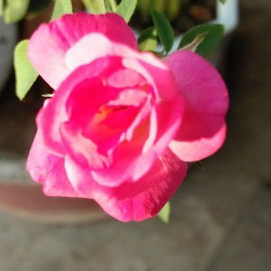 Yen Luc profile icon