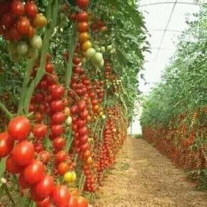 Taufik Ema profile icon