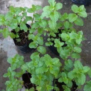 Novianadwi Jayanti profile icon