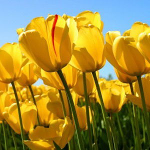 Vimala Vimmy profile icon