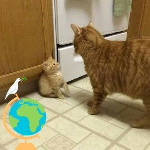 Tran Hello profile icon