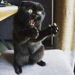 Nur Shaziela profile icon