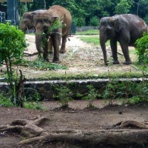 Afie fath profile icon