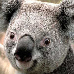 Cahaya Kasih Sayang profile icon