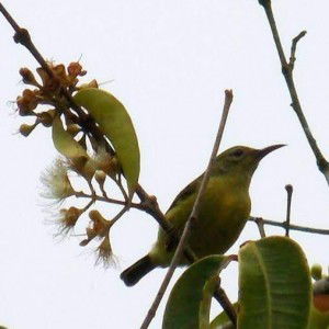 Hannah Gillen profile icon