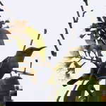 Hannah Gillen profile icon