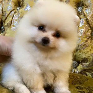 suwanna buppa profile icon