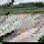 Napapat Phansean profile icon