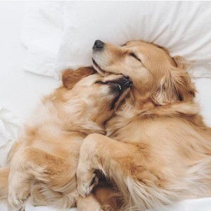 Viea G. Palmes profile icon