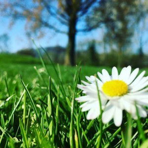 Sumayya profile icon