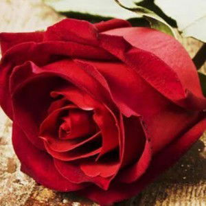 mom to be profile icon