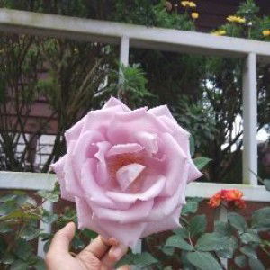 doremi lalala profile icon