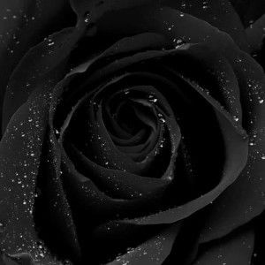 Ariaz Dls Eulalio profile icon