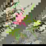 Dianisa profile icon