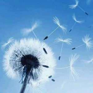 Dea Nurandini profile icon