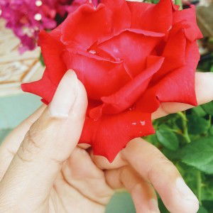 Lục Yên profile icon