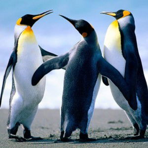 anggita silvia profile icon