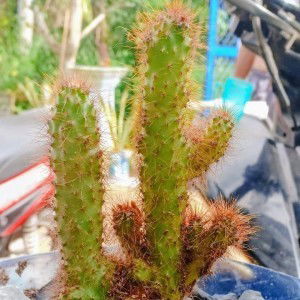 Linh Thuy profile icon