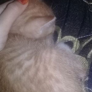 Sri Amidah profile icon