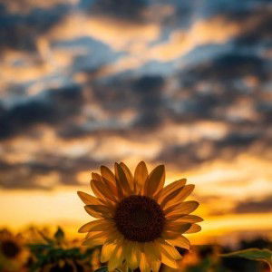 Rapita Sari profile icon