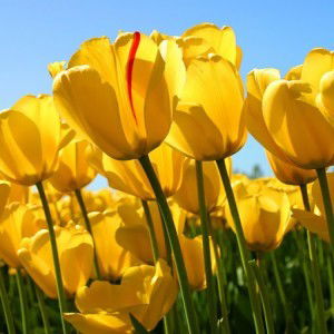 mari mariyana profile icon