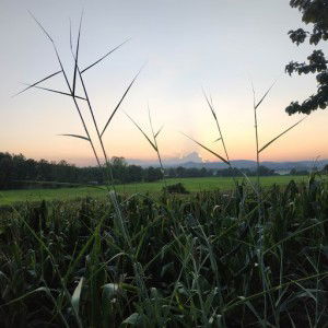 Warathimol profile icon