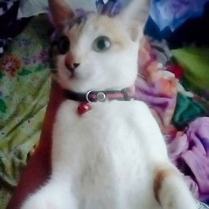 Saniia ED profile icon