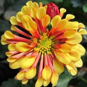 Shazila Nasir profile icon