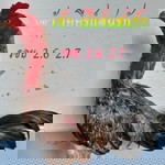 ซุ่ม B.P ฟาร์ม จ.บุรีรัมย์ profile icon