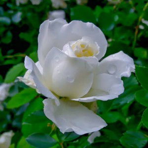 Citralenii profile icon