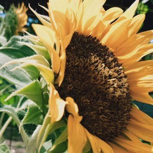 MeiLhy Pastoretes Ruado profile icon