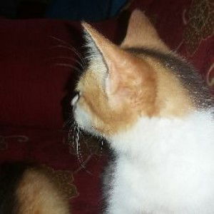 indah lestiani profile icon