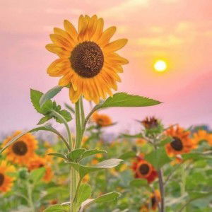 Như Quỳnh profile icon