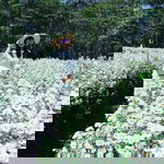 ชมพู พิ้ง วิ้ง วิ้ง profile icon