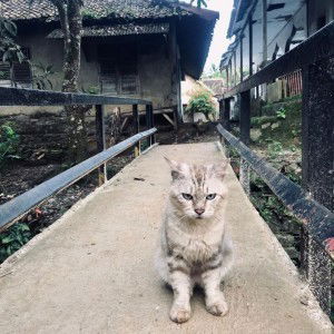 Riis Maris II profile icon