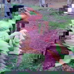 Salazar Ana Htiaf profile icon