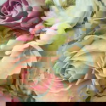 Conny Ling profile icon