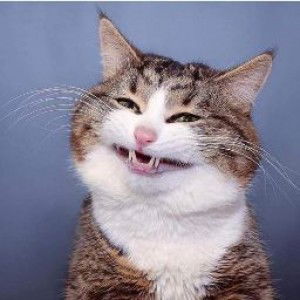 Linda Fitri profile icon