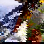 Hanna Tri Utami profile icon