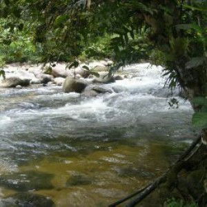 si belukang profile icon