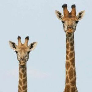 rodhiyah profile icon