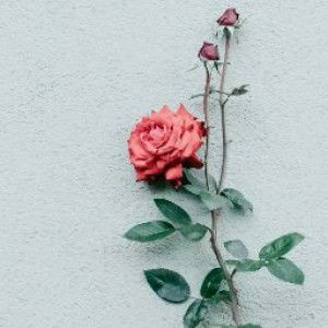 Farah Masyithah profile icon