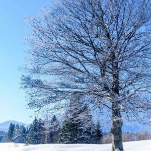 Juliet Li profile icon