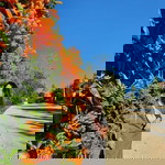 Punch Apple Suksawat profile icon