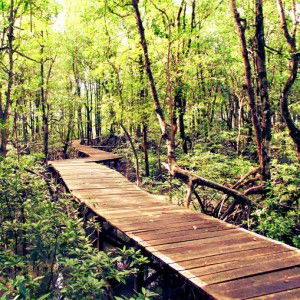 Dina Septari profile icon