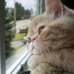 Hawa Azlen profile icon