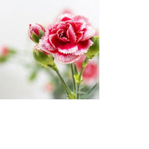 รักแท้แค่ทางผ่าน profile icon