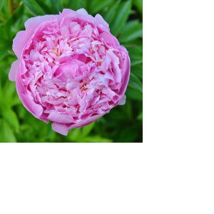 นฤนาฐ profile icon